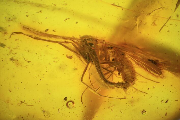 Mating Fossil Flies (Diptera) In Baltic Amber - Rare! #93905